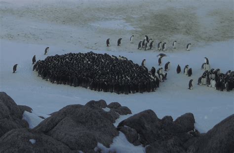 Emperor Penguin Huddle