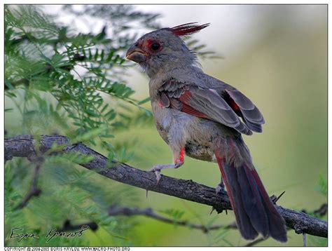 a bird perched on top of a tree branch