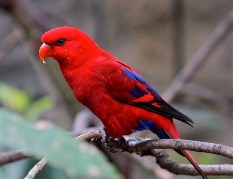 pajaros exoticos del mundo - Buscar con Google | aves exoticas | Pinterest | Bird