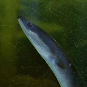 European eel - Facts, Diet, Habitat & Pictures on Animalia.bio