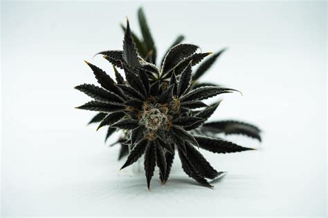 Black Runtz - Strain Information - CannaConnection - Strain Information