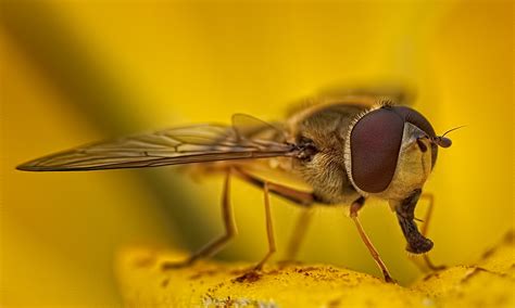 Hoverflies – Sensitive Light