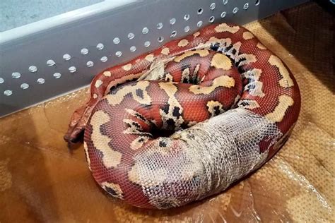 Blood Python Care sheet (Complete Setup & Guide) - ReptileHow.com