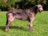 Irish Wolfhound