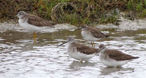 Birding Across Texas: Aransas National Wildlife Refuge Day 1