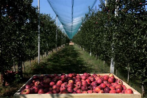 Sweet Farm Unifies 200 Apple Farmers in Korca • IIA