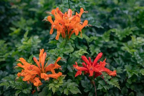 Cape Honeysuckle Varieties, Care Guide, Propagation Tips & More