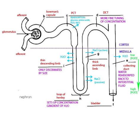 Simple nephron diagram | Healthiack