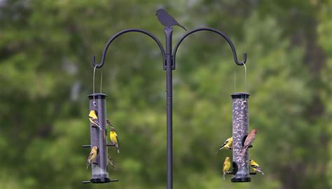 List of 10 Best Bird Feeder Poles in 2020 to attract birds - BirdFeeder ...