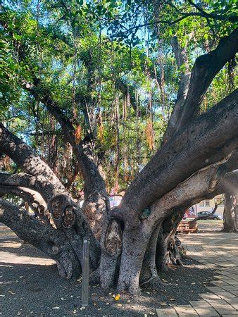 Lahaina Banyan Court Park - All You Need to Know BEFORE You Go - Updated 2020 (HI) - Tripadvisor