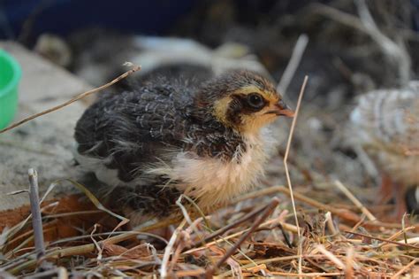 Baby Quail | BackYard Chickens - Learn How to Raise Chickens