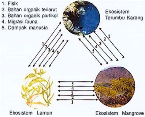 Pengenalan Ekologi Laut Tropis ~ Abdan Marine Scientist