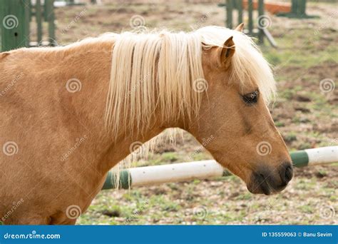 Yellow horse on the farm stock image. Image of background - 135559063