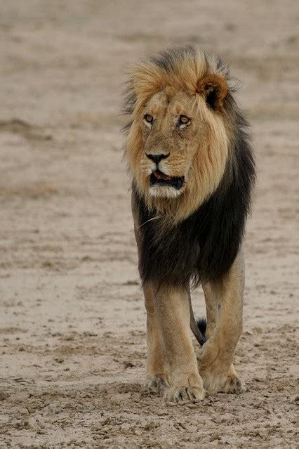 Black mane Kalahari lion | To me, the black mane lions look … | Flickr