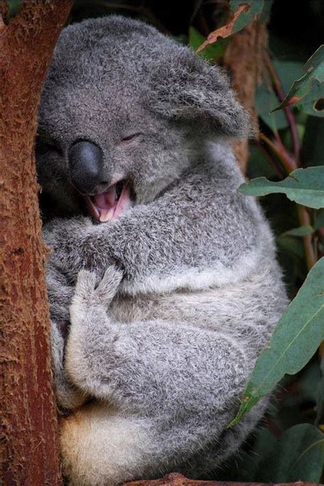 Sleeping koala | Animals / Insects / Reptiles | Pinterest