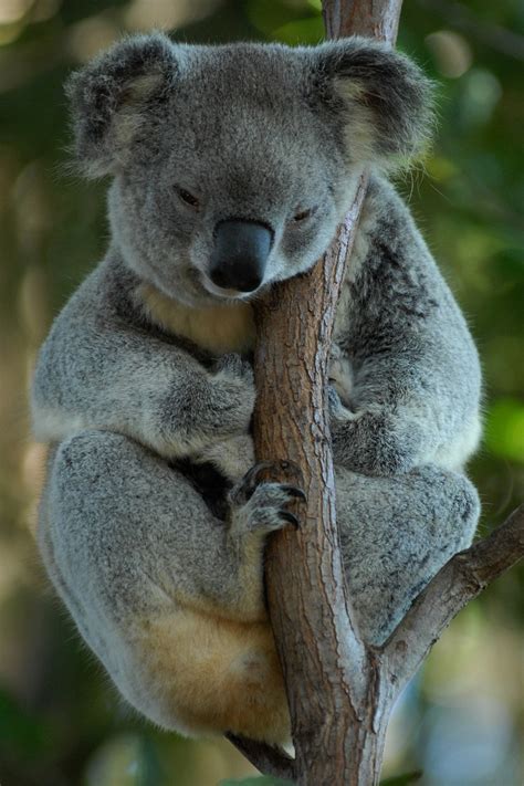 Australia Koala Bear - Free photo on Pixabay - Pixabay