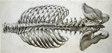 Las Aportaciones de Galeno a la Biología