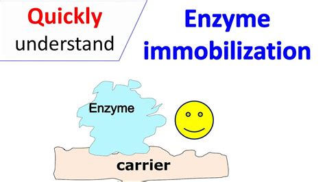 Enzyme immobilization - YouTube