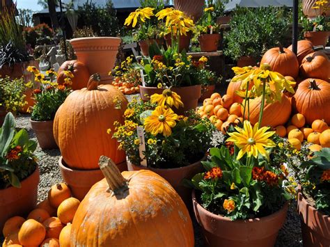 Pumpkins And Flowers Pictures, Photos, and Images for Facebook, Tumblr, Pinterest, and Twitter