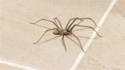 The Fruits You Need To Banish Spiders From The Home