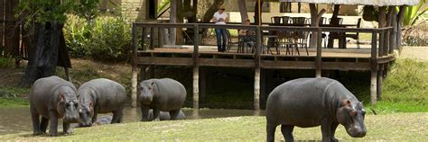 Arathusa Safari Lodge | Audley Travel