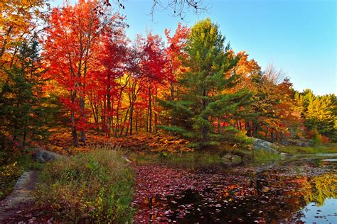 Fall Scenes | Lanark & District Chapter of the Ontario Woodlot Association