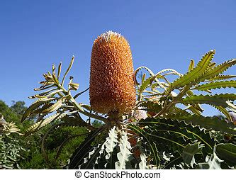 Native australian banksia birthday candy plant with yellow flowers outdoor in sunny backyard ...