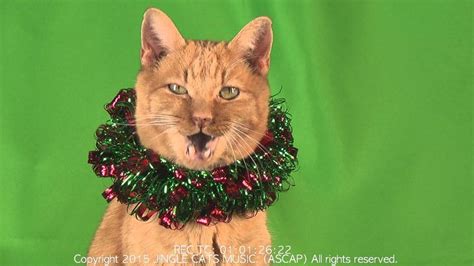 Jingle Cats 2015 Jingle Bells Meowy Christmas | Meowy christmas, Jingle ...