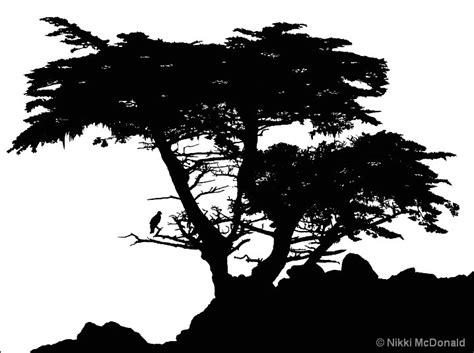 Cypress Tree Vector at Vectorified.com | Collection of Cypress Tree Vector free for personal use