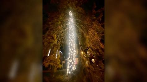 Watch: Orillia Christmas tree blunder