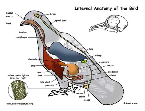 Bird – Structure, and Function Study Guide - Inspirit