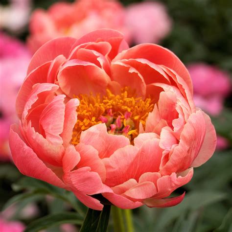 Peony Coral Charm – Easy To Grow Bulbs