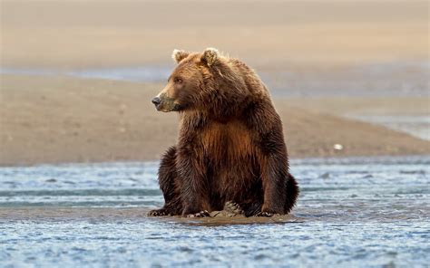 Wallpaper ID: 794146 / vertebrate, brown Bear, river, water, grizzly ...