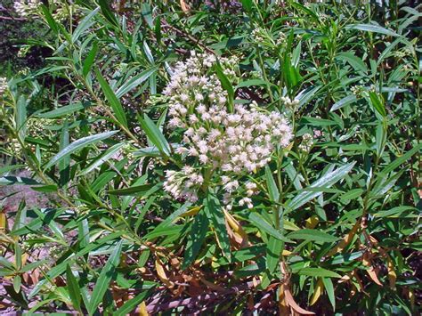 Baccharis salicifolia - Alchetron, The Free Social Encyclopedia