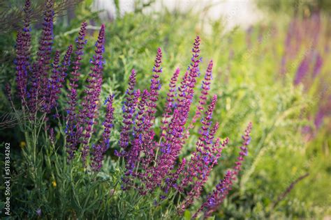 Purple flowering meadow sage, Salvia pratensis. Stock Photo | Adobe Stock