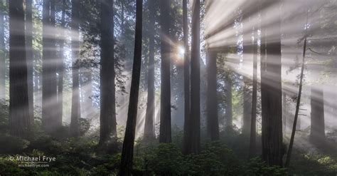 A Magical Morning in the Redwoods : Michael Frye Photography