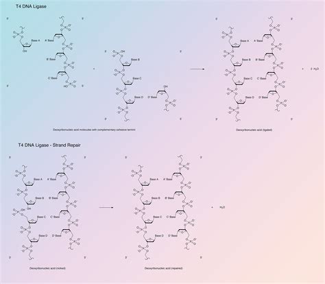 DNA Ligase, T4 - Worthington Enzyme Manual | Worthington Biochemical