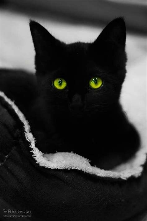 Black Cat Green Eyes | When I get a pet someday | Pinterest