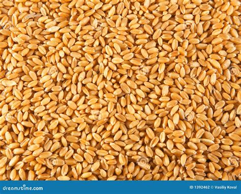 Wheat Seeds Stock Photography - Image: 1392462