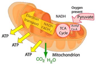 Electron Transport in the Energy Cycle of the Cell