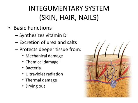 PPT - SKIN AND BODY MEMBRANES INTEGUMENTARY SYSTEM PowerPoint ...