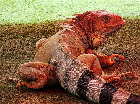 Orange Iguana | If there's such a thing as a pink panther, w… | Flickr