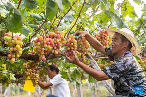 China celebrates farmers' harvest festival- China.org.cn