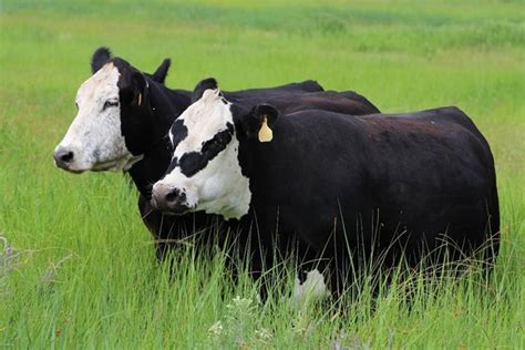 Black Baldy Cows Show Crossbred Advantages