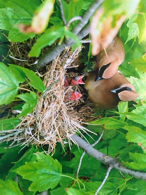 All About Cedar Waxwing Baby Birds and Nests - Birds and Blooms