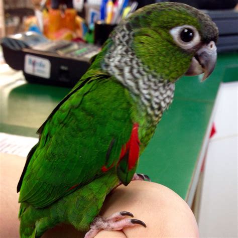 Buy Black Capped Conure Online — Parrots 247