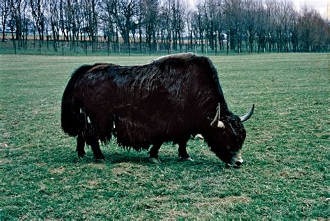 Yak | Wild Ox of Asia, Himalayas & Tibet | Britannica