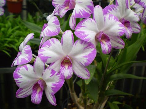 Dendrobium - K & K Orchids