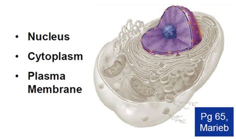 The Cell Lecture Flashcards | Quizlet