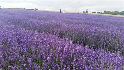 Lordington Lavender Garden - 🏅TravBlog.com - Travel tips, things to do ...